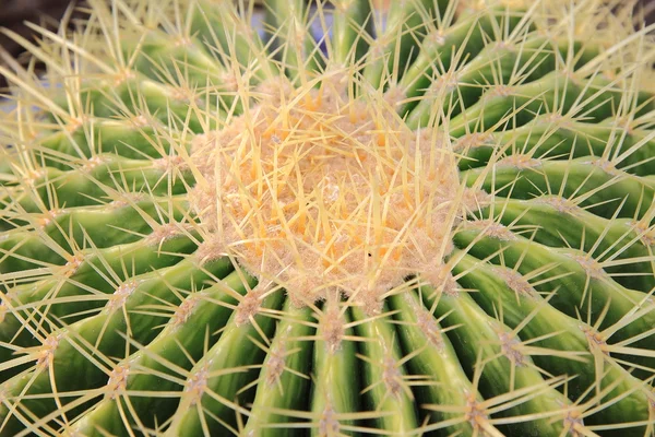 Fondo de cactus floral natural —  Fotos de Stock