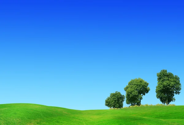 Campo verde, primavera — Foto Stock