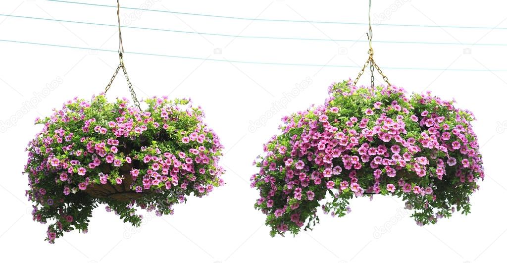 Two morning glory flower baskets in the hanging,