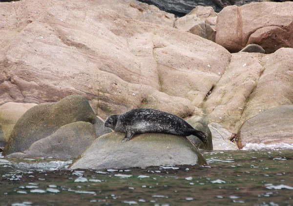 Steller deniz aslanı kayaların üzerinde — Stok fotoğraf