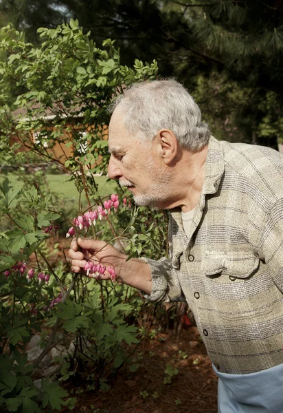 Senior tuinman en bloemen — Stockfoto