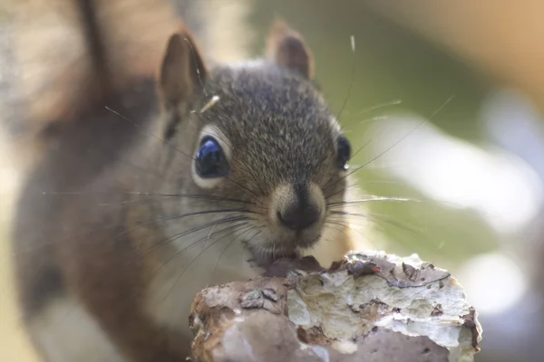 Red squirrel close-up — Stock Photo, Image