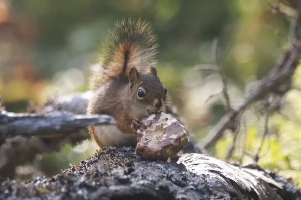 Veveriță roșie mănâncă — Fotografie, imagine de stoc