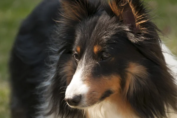 Dreifarbiger Shetlandhund — Stockfoto