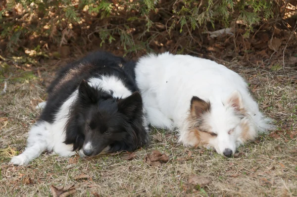 Dua anjing Sheepdog tiga warna tidur — Stok Foto