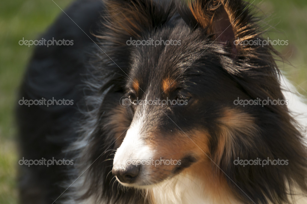 tricolour shetland sheepdog