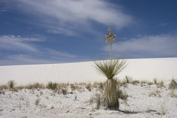 Soap tree yucca — Stock Photo, Image