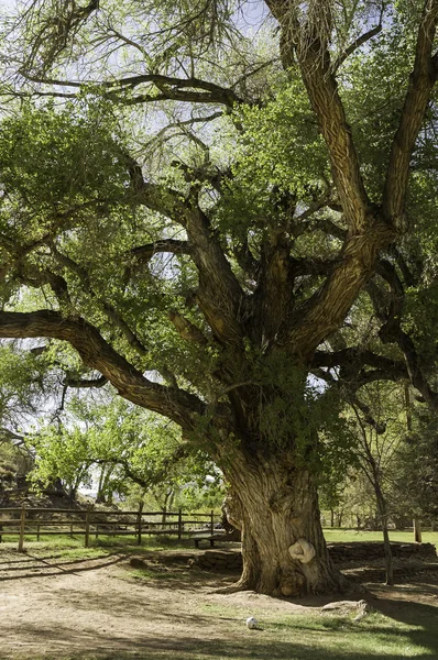 Old gnarled tree — Stock Photo, Image