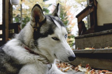 mavi gözlü husky köpek kızağı 