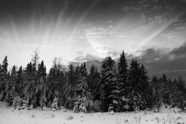 圣诞树和 cloudscape — 图库照片