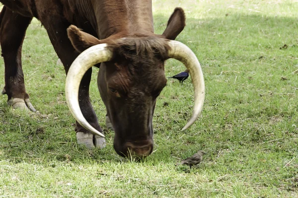 Primer plano de un bisonte en movimiento — Foto de Stock