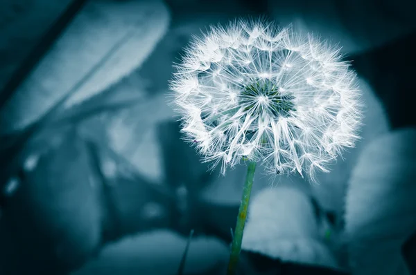 Blooming dandelion closeup — Stock Photo, Image