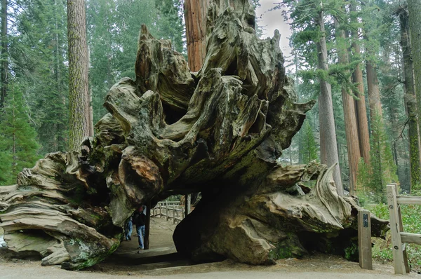 Túnel árvore tronco — Fotografia de Stock