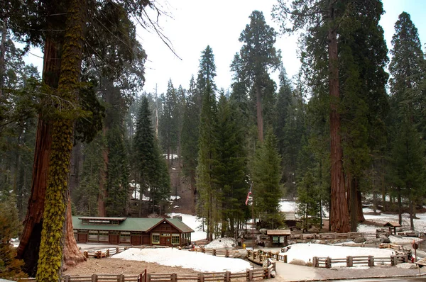 Museu Floresta Gigante Parque Nacional Sequoia Califórnia Eua — Fotografia de Stock