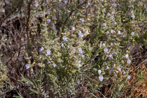 Rosemary Plantas Hortelã Comestível Estado Novo México Eua — Fotografia de Stock
