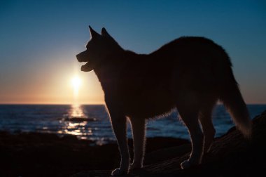 Kanada, Quebec 'teki Gaspe Yarımadası' nda, St. Lawrence Körfezi kıyısında gün batımında duran köpekli siluet.