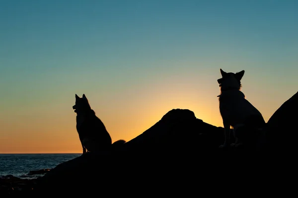 Dva Husky Psi Silueta Sedět Při Západu Slunce Pobřeží Zálivu — Stock fotografie