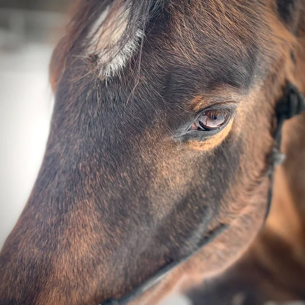 close-up of a Quarter Horse,
