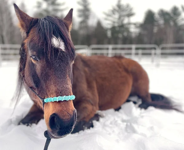 Quarter horse sitting on the snow