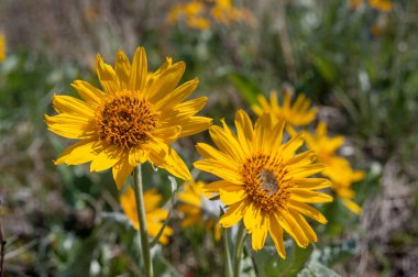 Balsamroot çiçekleri, Latince adı (Balsamorhiza deltoidea) Waterton Lakes Ulusal Parkı, Alberta, Kanada
