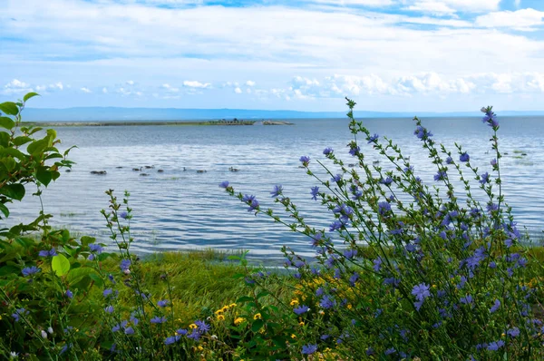 Vista Panoramica Sul Fiume San Lorenzo Con Cicorie Selvatiche Fiori — Foto Stock