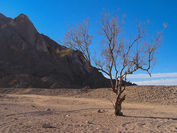 Landscape Sahara Desert Lonely Tree Egypt Africa — Zdjęcie stockowe