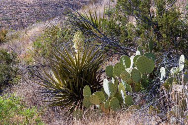 Guadalupe Ulusal Parkı 'ndaki Kaktüs bitkisi, Teksas, ABD