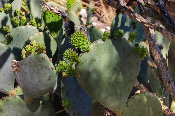 Nahaufnahme Eines Kaktuskaktus Opuntia Engelmannii Die Frucht Namens Thunfisch Ist — Stockfoto