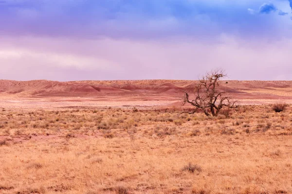 Scenic View Arizona Fields Gnarled Tree Its Pinkish Hills Cloudy — Zdjęcie stockowe