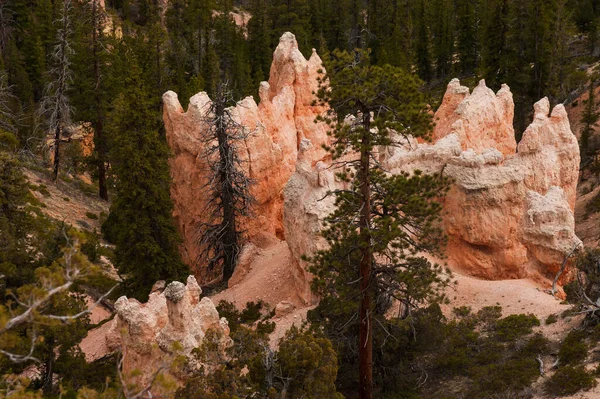 Close View Pine Trees Hoodoos Fairyland Point Bryce Canyon National — Stock Photo, Image