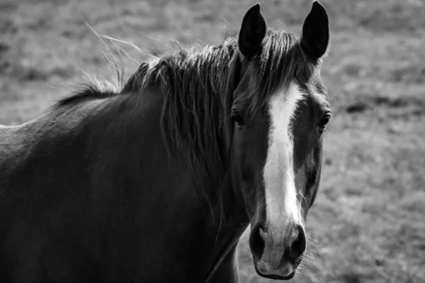 Mustang horse portrait closeup