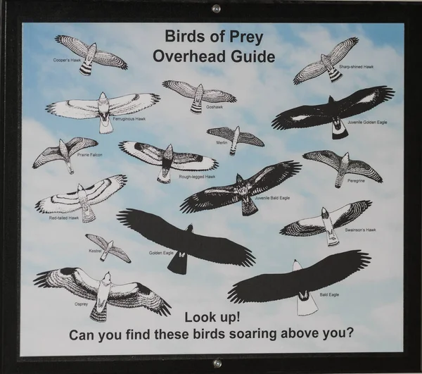 Birds Prey Silhouettes Useful Guide — Stok fotoğraf
