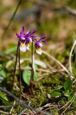 close up of Lady Slipper flowes in Banff National Park, Alberta, Canada