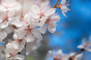 Parlak mavi arkaplanda elma ağacı çiçekleri brunch 'ı