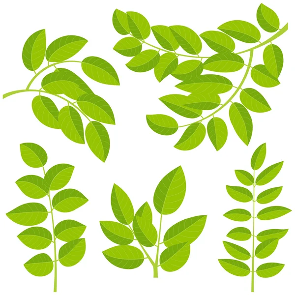 Leaves elements — Stock Vector