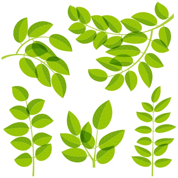 Leaves elements — Stock Vector