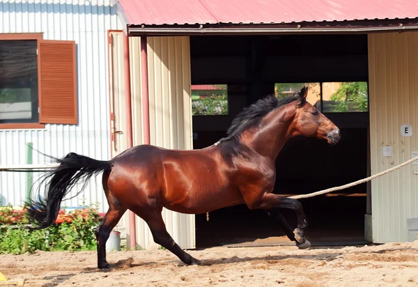 Galloping bay sportive breed horse in open manege — Stock Photo, Image