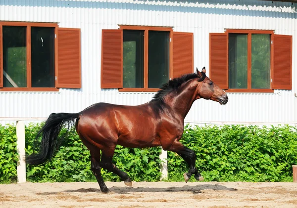 Galopando caballo de la bahía de raza deportiva en el asedio abierto — Foto de Stock