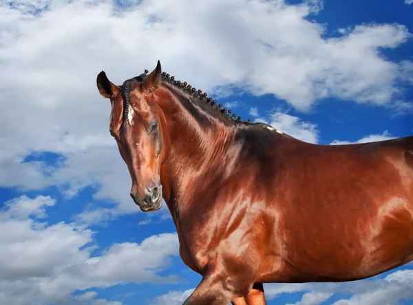 Galopando deporte crianza increíble caballo en nubes cielo fondo —  Fotos de Stock