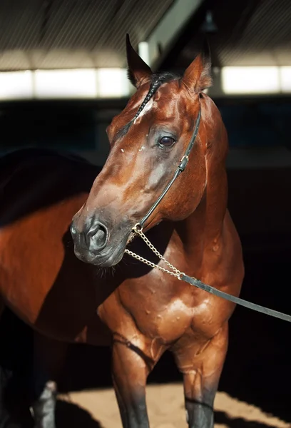 Porträt eines schönen sportlichen Pferdes auf Manegenhintergrund — Stockfoto