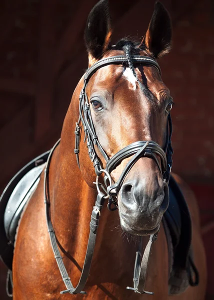 Portrait of beautiful dressage horse — Stock Photo, Image