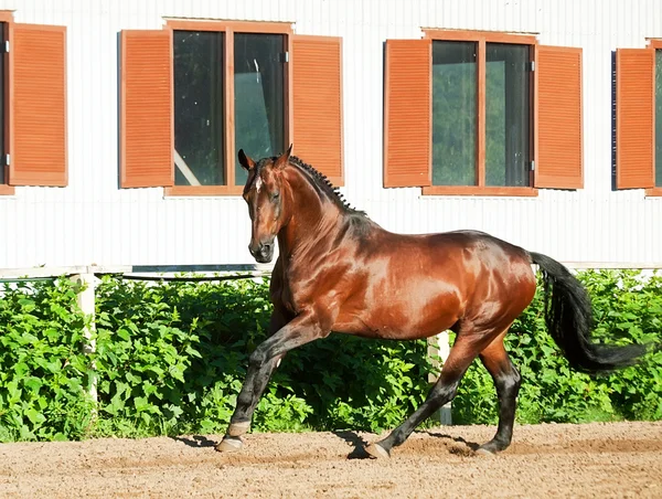 Galopando bahía deportivo semental increíble en abierto manege — Foto de Stock