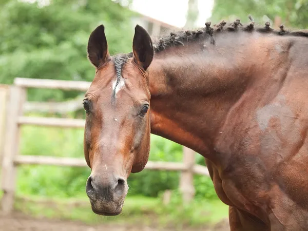 Retrato de hermoso caballo deportivo en paddock — Foto de Stock