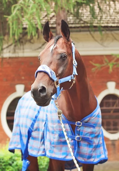 Porträt eines schönen sportlichen Pferdes in blauer Decke — Stockfoto