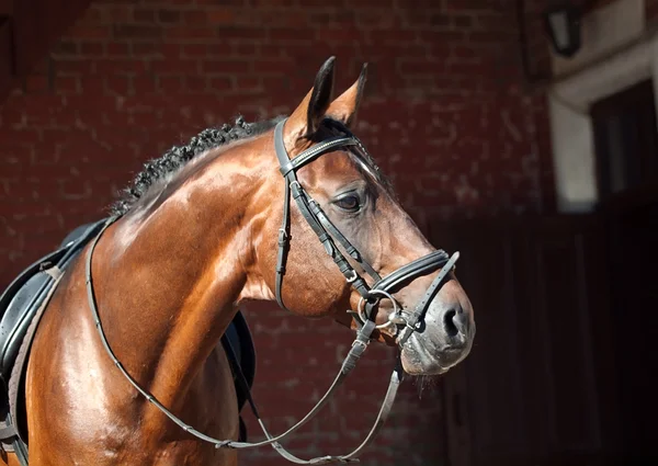 Potret indah breed Dressage kuda — Stok Foto