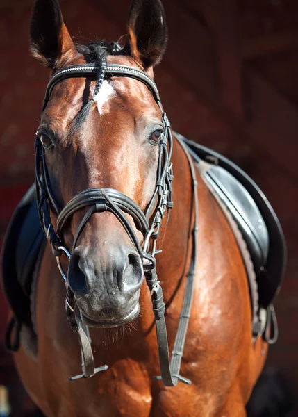 Portrét krásné zátoky drezúra koní — Stock fotografie