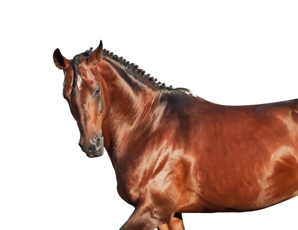 Portrait of galloping sportive breed horse in open manege — Stock Photo, Image