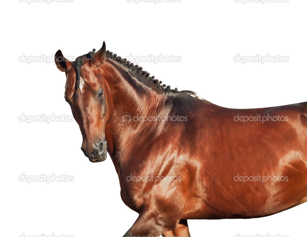 Portrait of galloping sportive breed horse in open manege