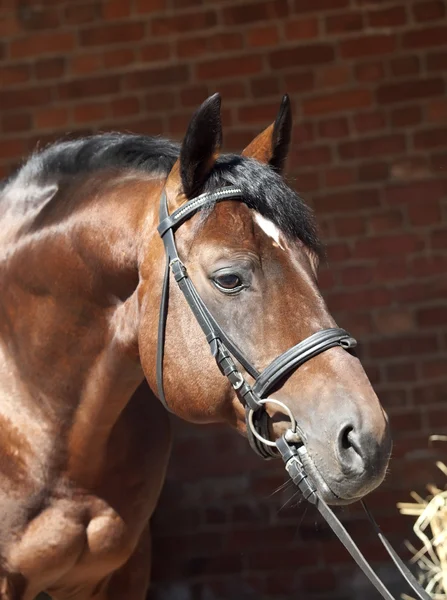 Ritratto di bellissimo cavallo sportivo su sfondo stabile — Foto Stock