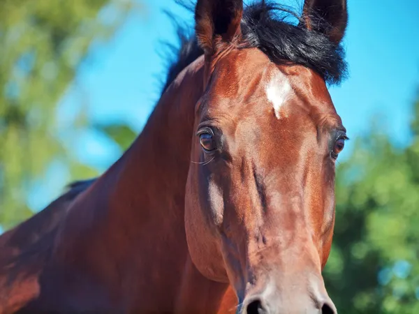 Portrait of amazing stallion in movement closeup